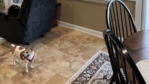 A dining area with a table and chairs, a window with blinds, a decorative wall piece labeled "Antiques," and a dog on the floor. - Beautiful townhome in the village of Banner elk It doesn’t get better than this. (Banner Elk)