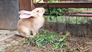 A rabbit eating near a wire fence and a wooden structure. - 15 minutes from Turin. Matilda House (Piemonte)