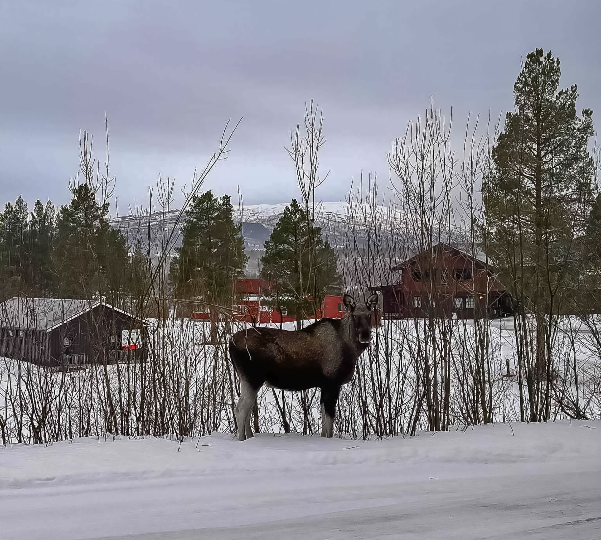 A snowy landscape with a single moose standing in the foreground, surrounded by leafless trees and a few buildings in the background.