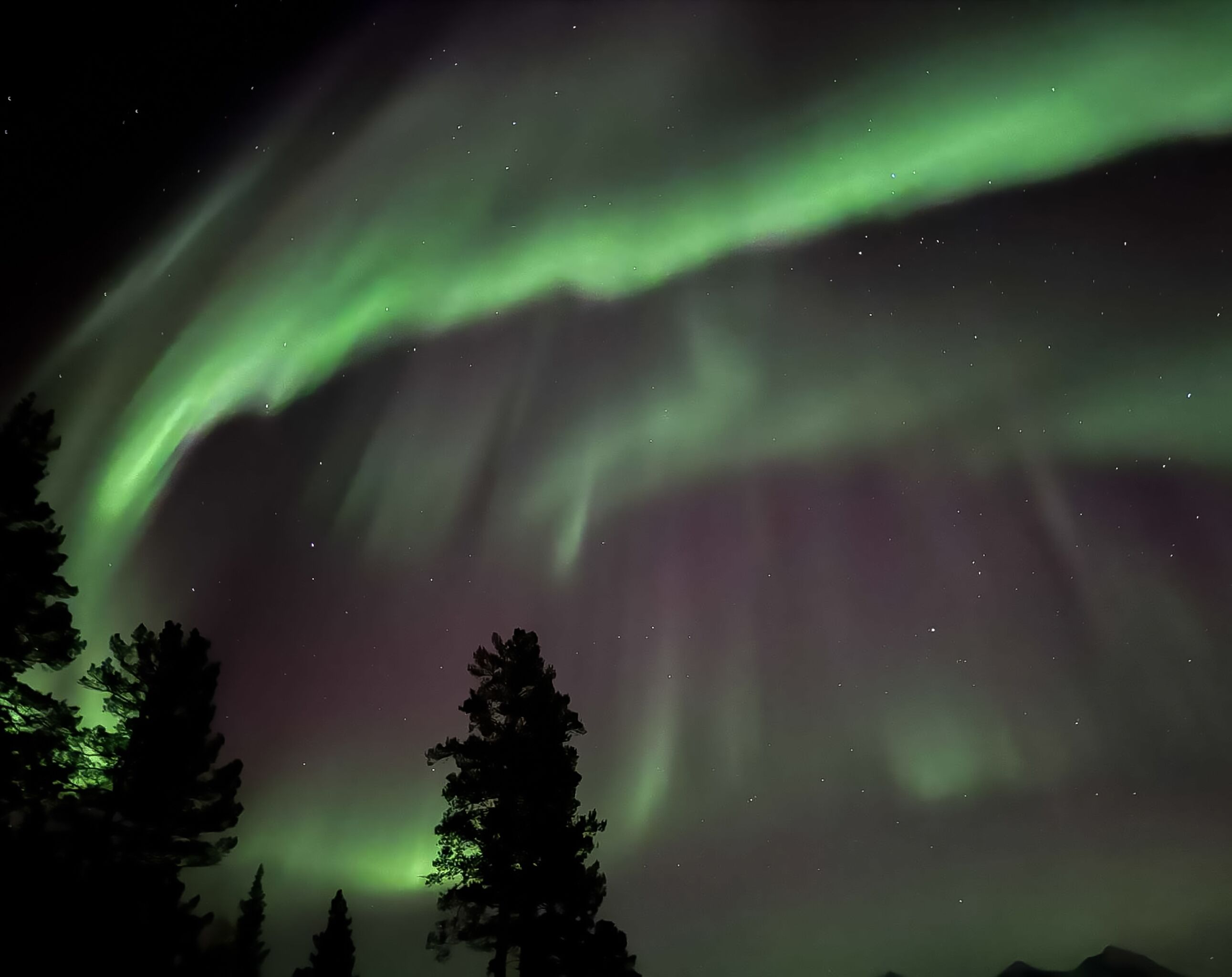Cielo nocturno con auroras boreales y siluetas de árboles.