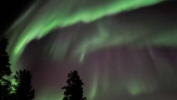 Cielo nocturno con auroras boreales y siluetas de árboles.