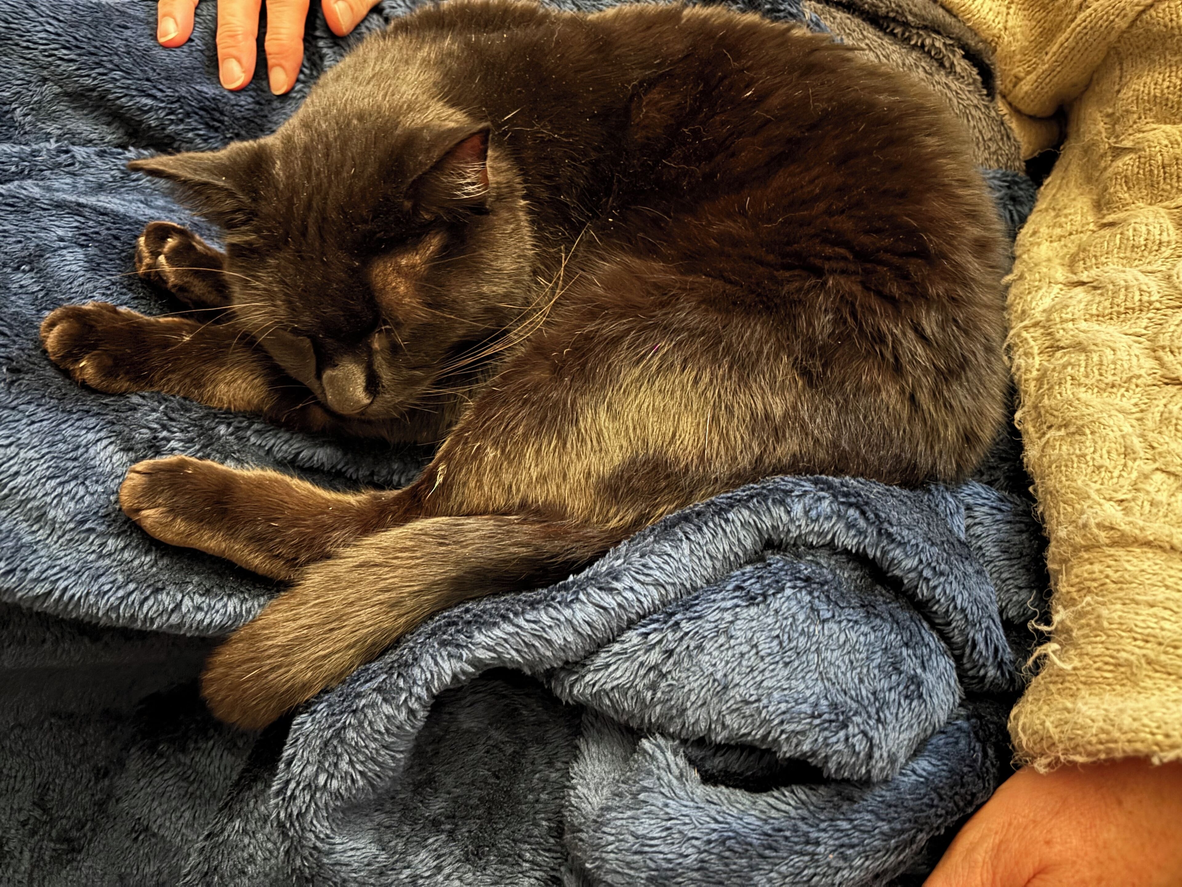 Un chat qui dort sur une couverture à motifs.