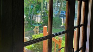A view through a window with a wooden ceiling and a deck.