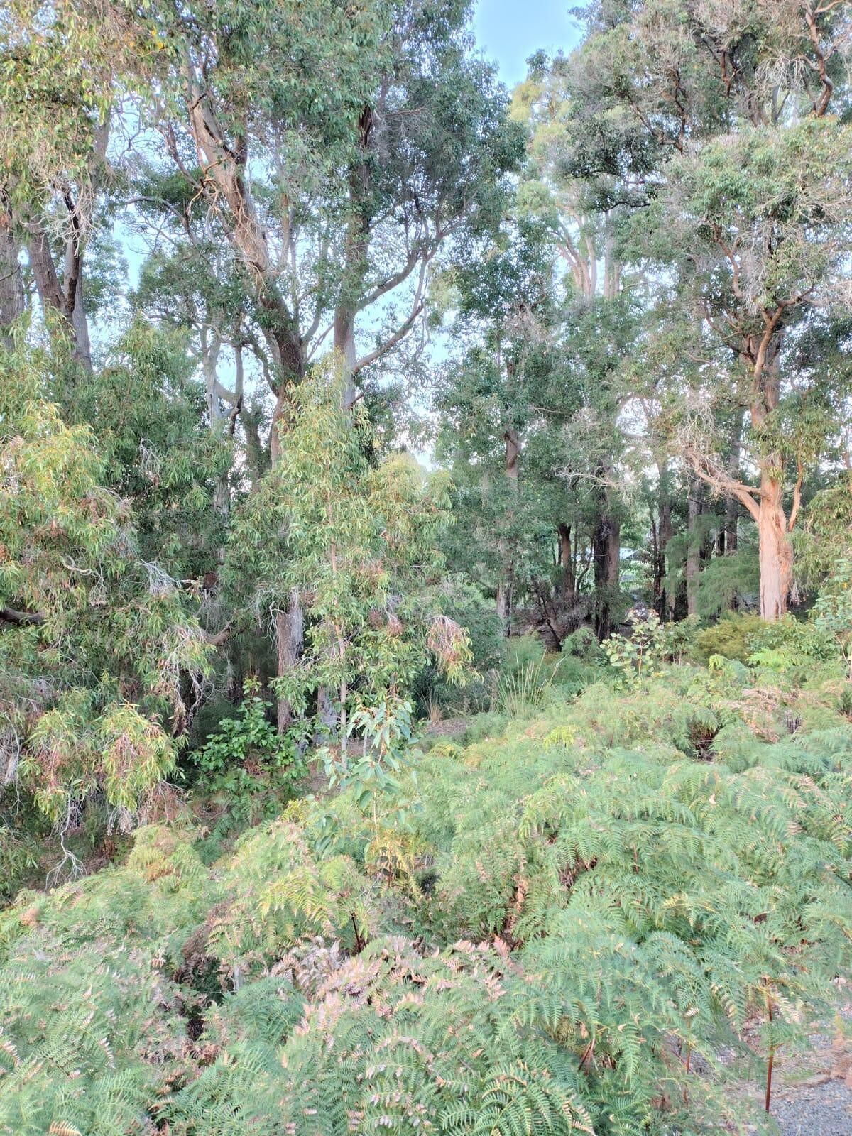Une forêt dense, composée de différentes espèces d’arbres et de fougères.