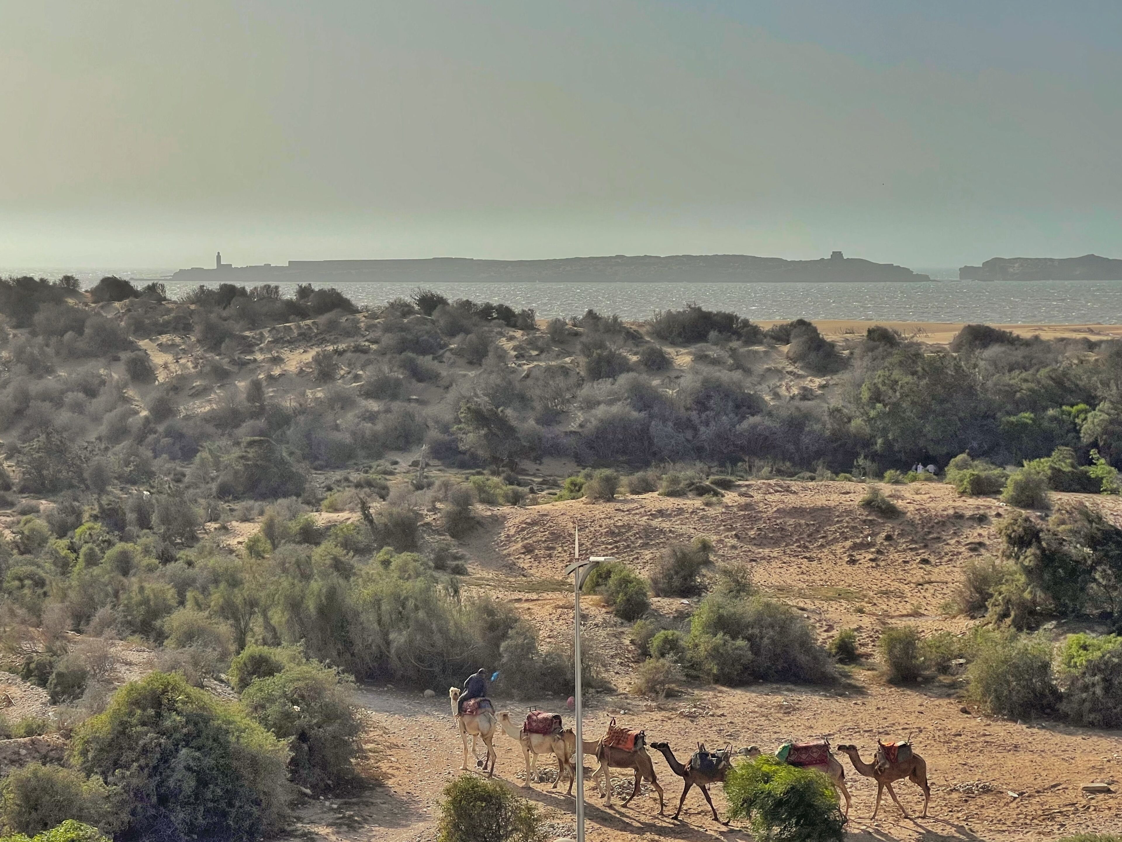 A desert landscape with camels and a person riding a camel.