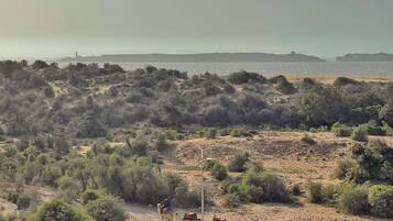 A desert landscape with camels and a person riding a camel.