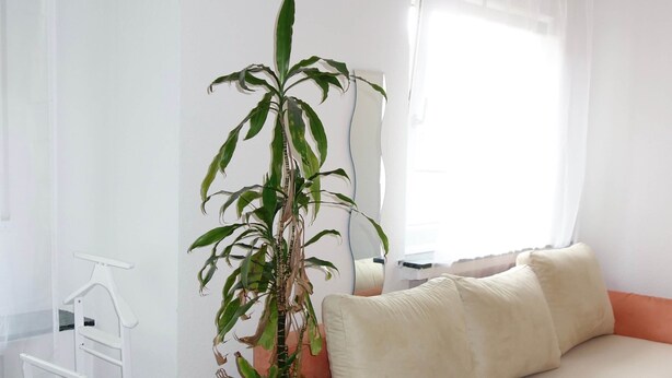 A minimalist living room with a white sofa, a small potted plant, and a white side table. - Charming Apartment in Quiet Ubbedissen (Bielefeld)
