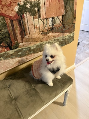 Pet-friendly