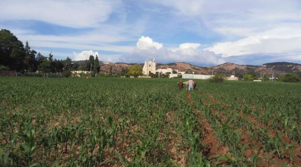 A field with crops and a church in the background.