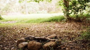 Entorno natural al aire libre, con suelo cubierto de hojas y pequeñas rocas, rodeado de árboles.