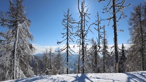 A snowy forest with tall trees and a clear blue sky. - House in Bad Kleinkirchheim by Ski Slope (Bad Kleinkirchheim)