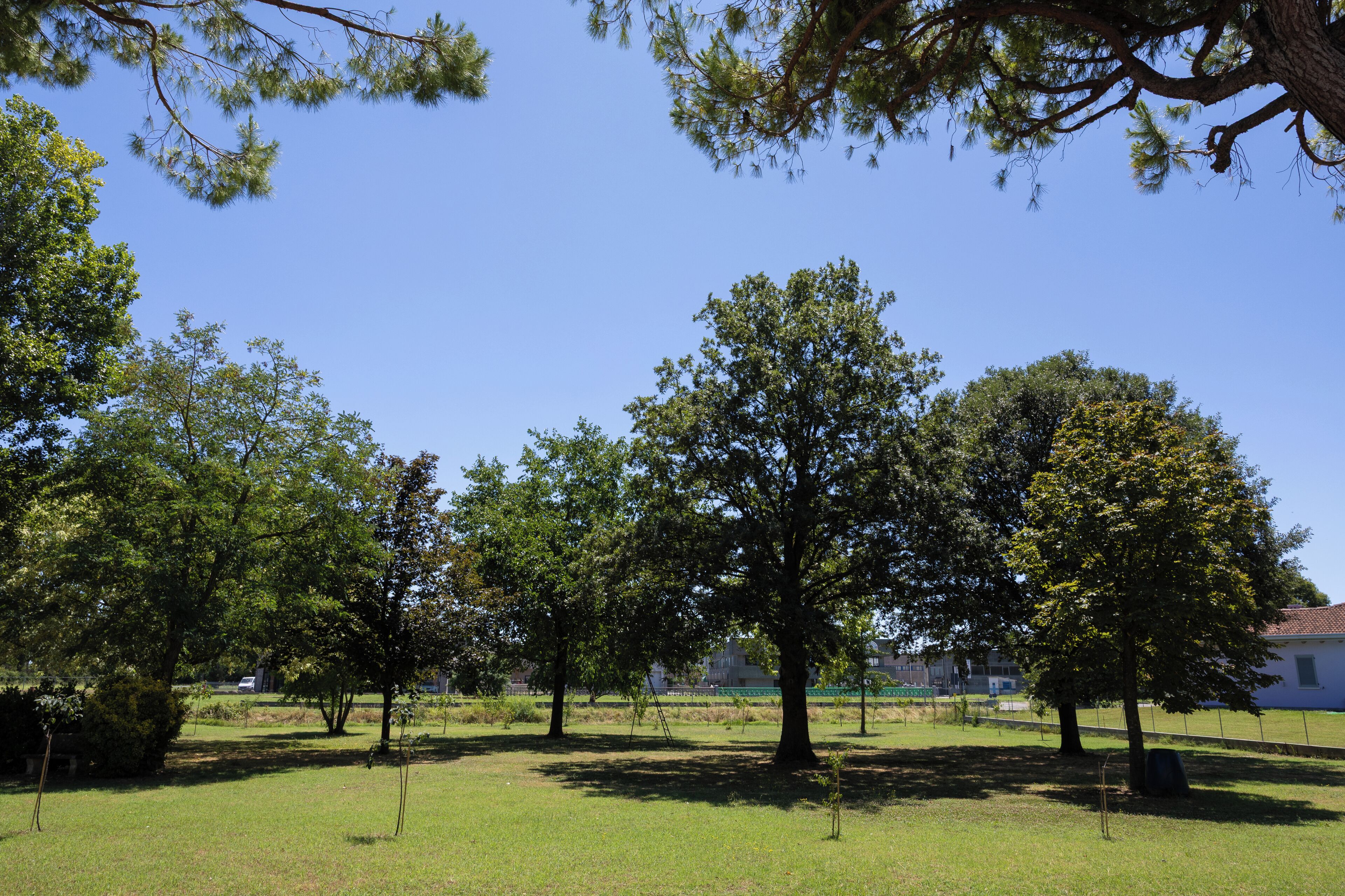 Un parc verdoyant avec plusieurs grands arbres et un bâtiment en arrière-plan.