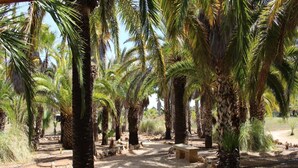 A pathway lined with palm trees and a stone bench. - Can Xesquet - Villa With Private Pool. Free Wifi (Ses Salines, Illes Balears)