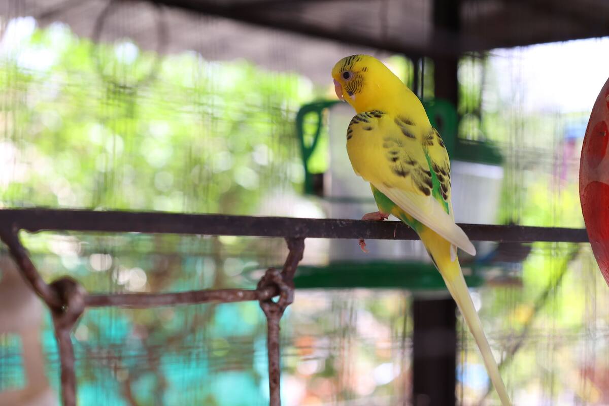 Une cage à oiseaux avec une chaise verte à l’intérieur.