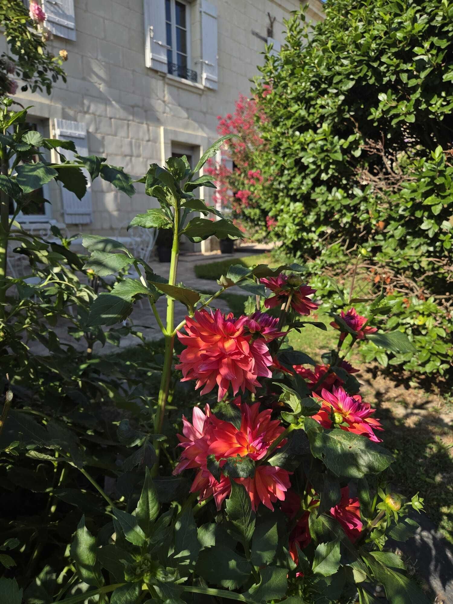 Ein Garten mit roten Blüten und einem Gebäude im Hintergrund.