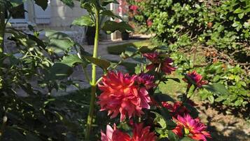 Ein Garten mit roten Blüten und einem Gebäude im Hintergrund.