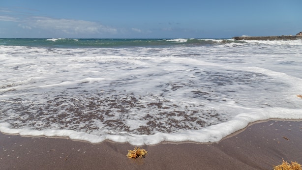 Una playa con olas, algas marinas y un cielo despejado.