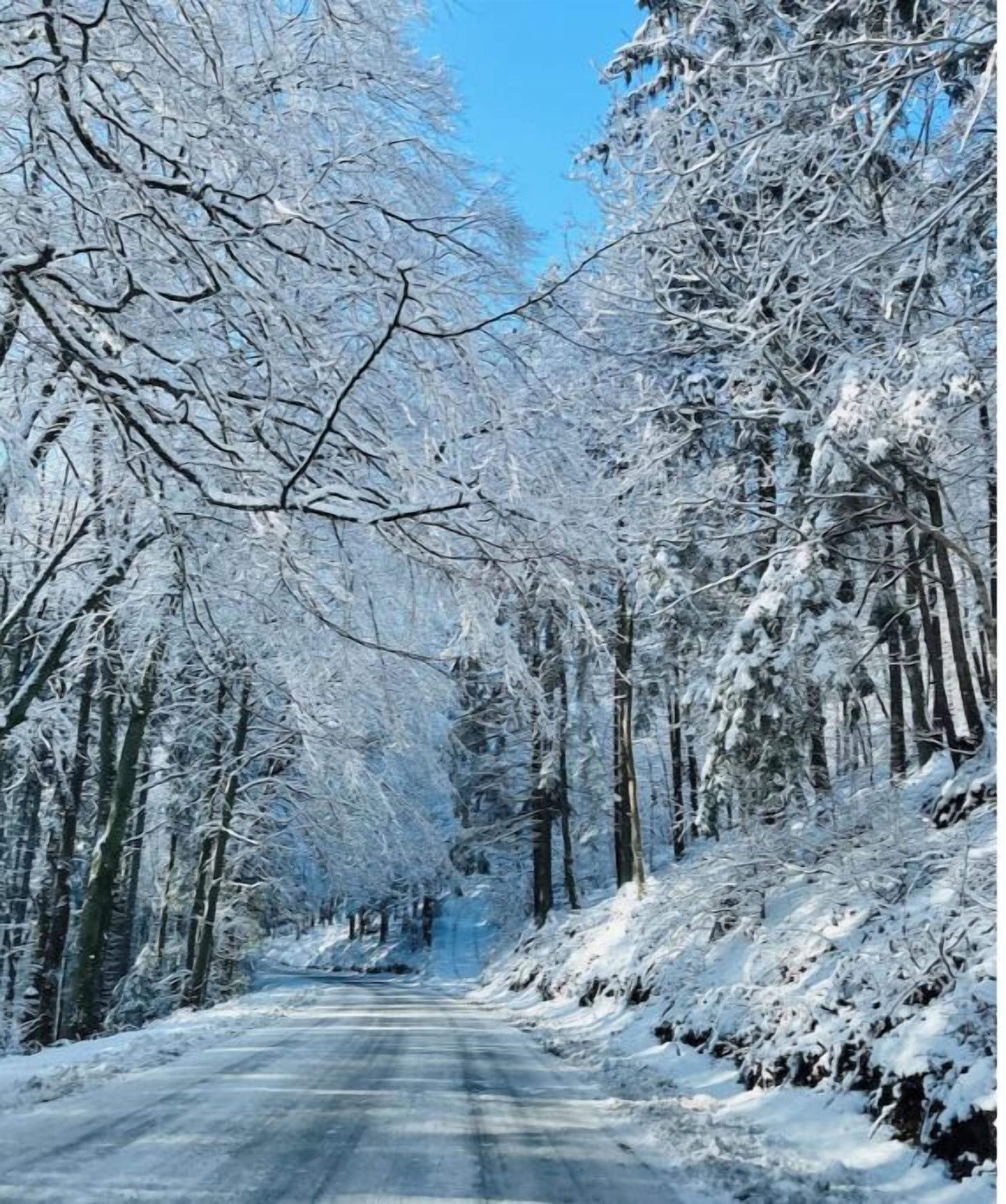 Una carretera cubierta de nieve flanqueada por árboles.