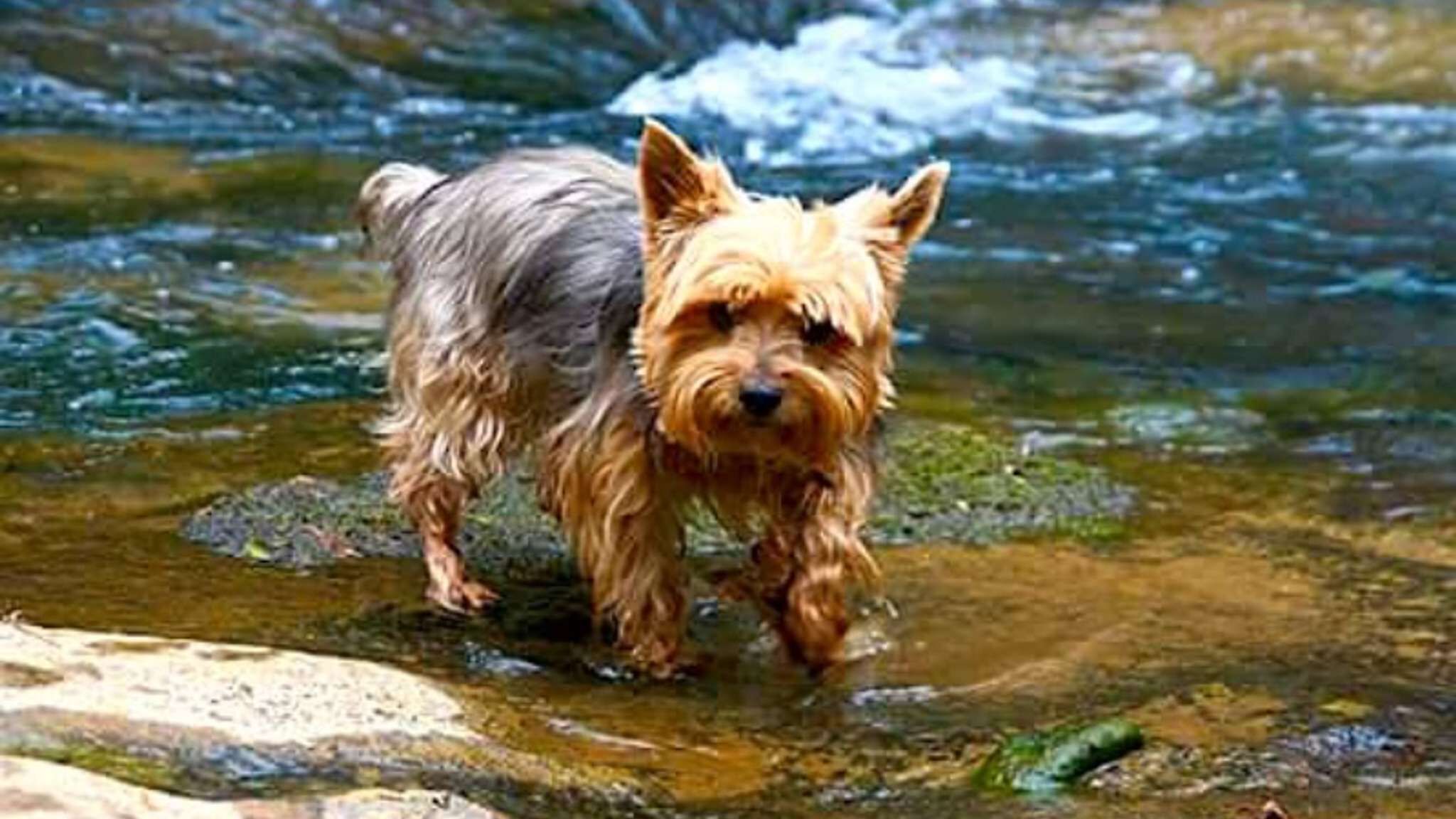 A small dog standing in a stream.