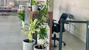 A modern office space with a grey sofa, a desk with a computer, and several potted plants. - Modern Studio | Fast WiFi, Netflix | Short walk to IT Park (Cebu City)