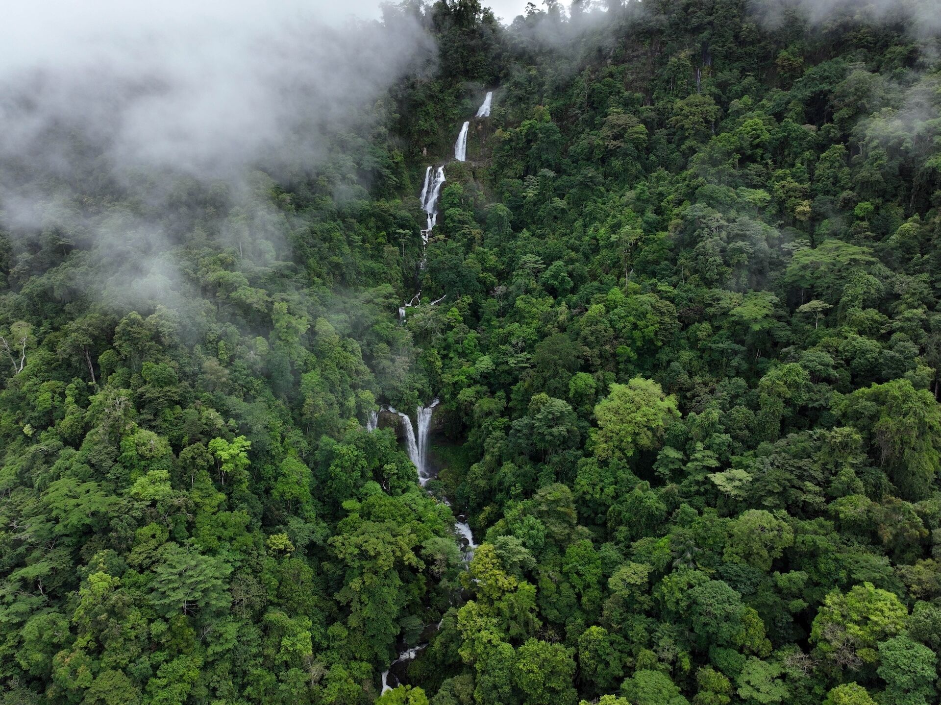 A dense forest with multiple waterfalls cascading down a steep cliff.