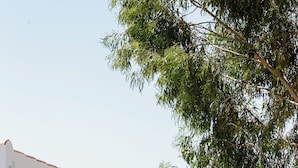 Un edificio blanco con una verja negra, un árbol en primer plano y una vista de un campo al fondo.