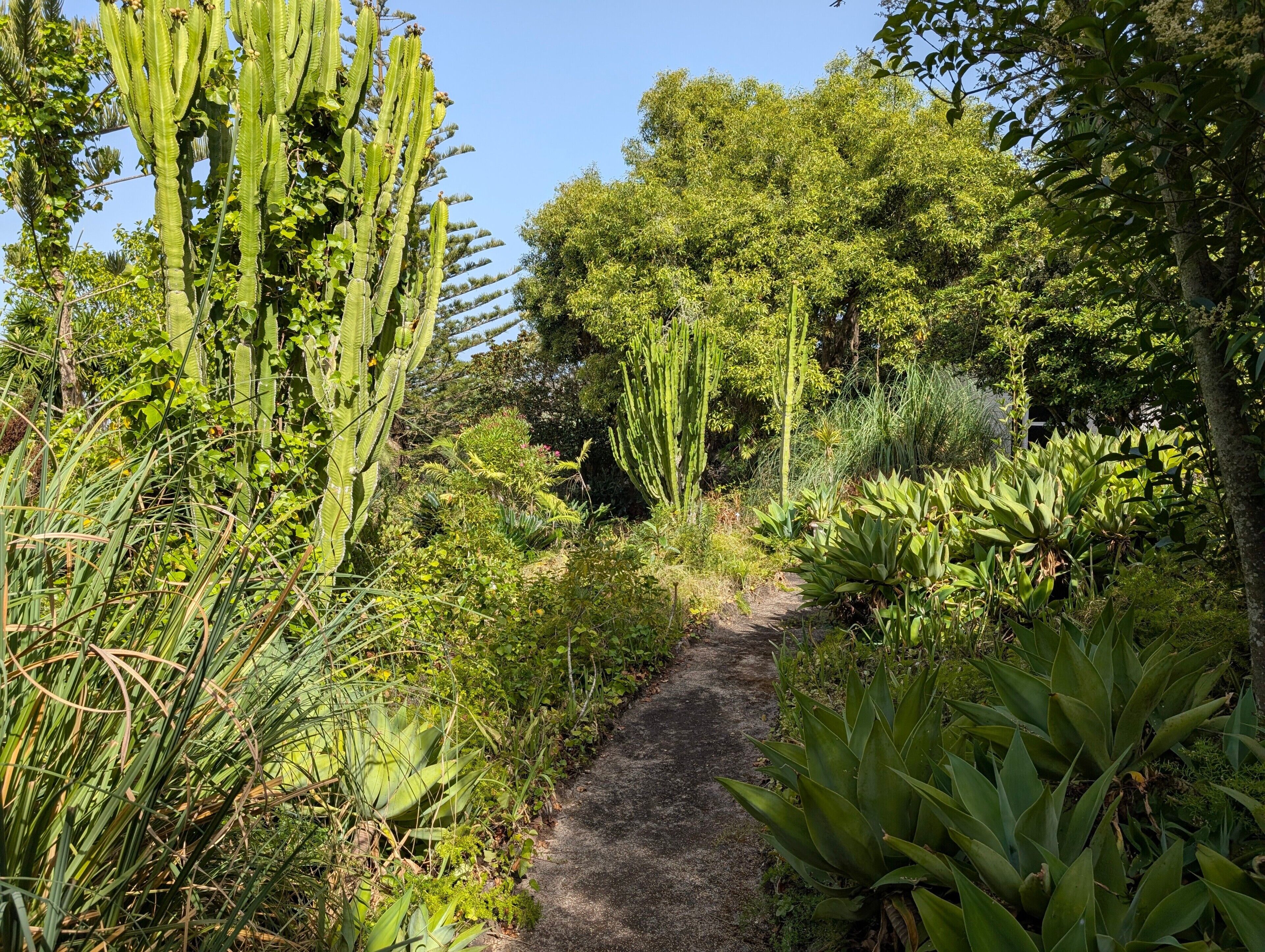 Un sendero en un jardín rodeado de diversas plantas y árboles.