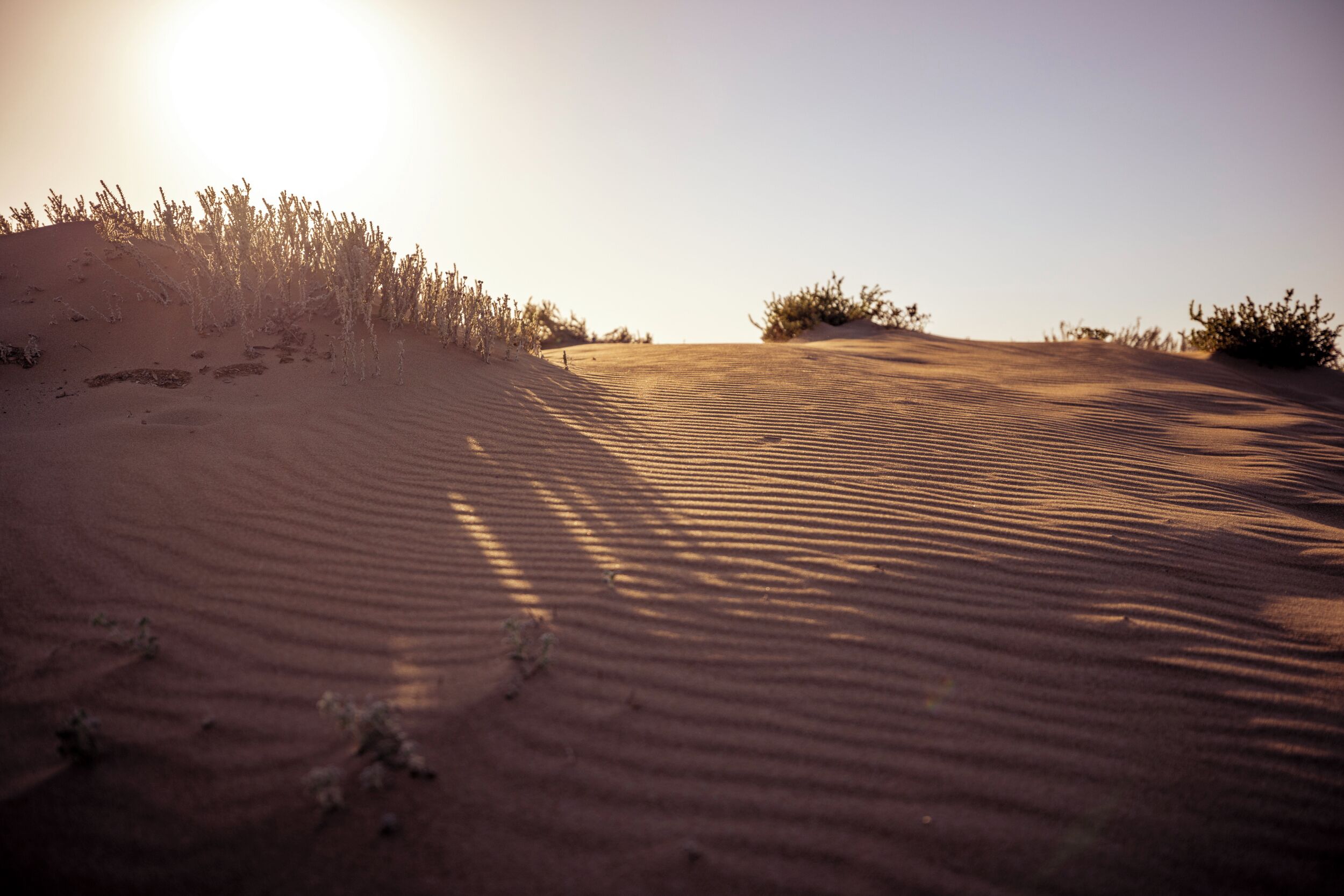 A desert landscape with sand dunes and sparse vegetation.