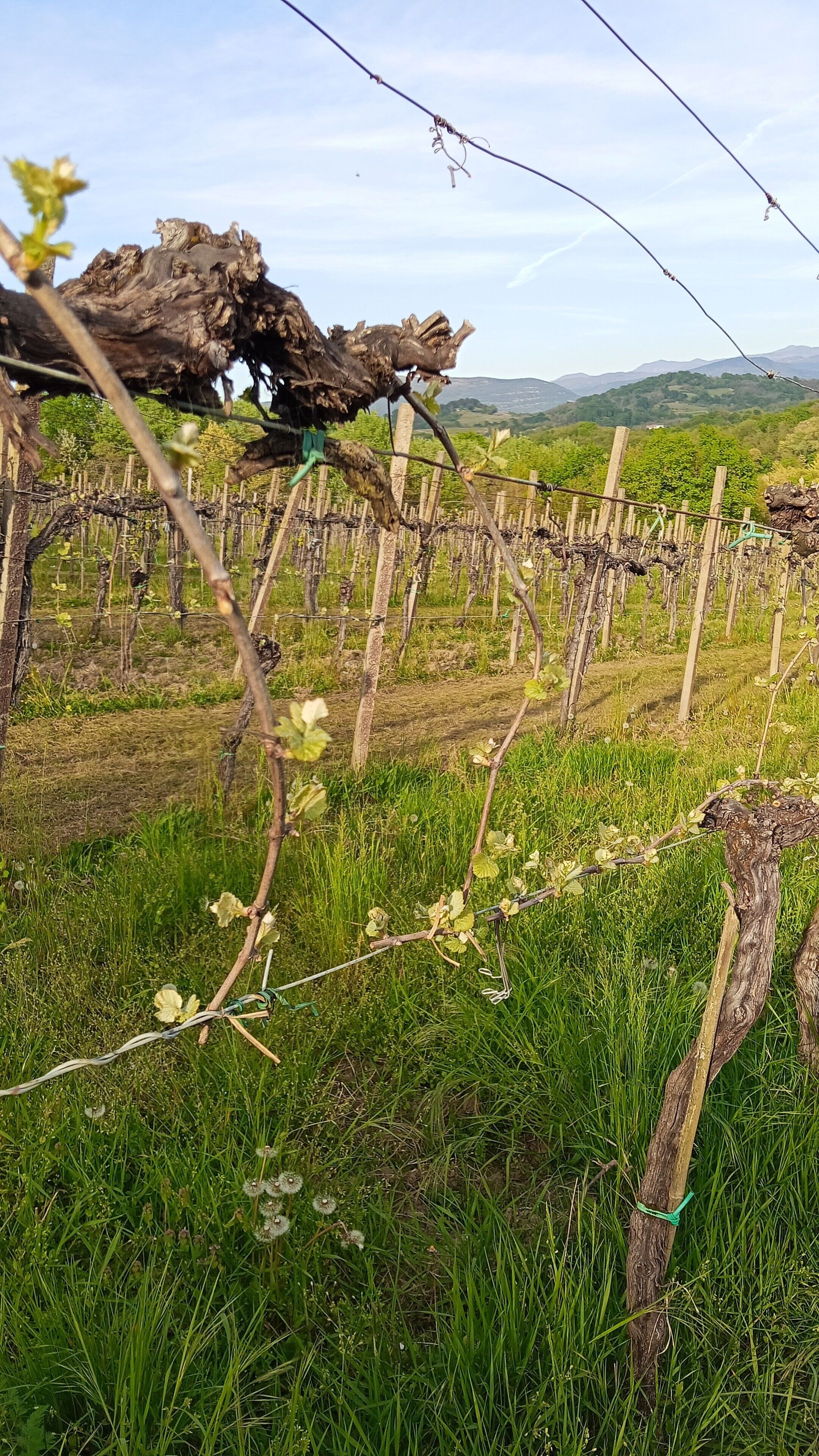 Viñedo con hileras de vides sostenidas por estacas de madera y alambre.