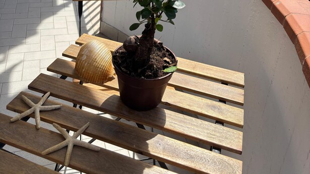 Uma varanda com planta em vaso, estrelas-do-mar e móveis de madeira.