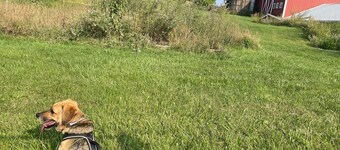 Quiet farmhouse on 24 acres of field and forest