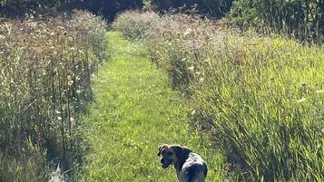 Animaux de compagnie acceptés