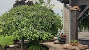 Eine Terrasse mit einem Ziegelpflanzkübel, einem großen Baum und einem Weg, der zu einem Gebäude führt.