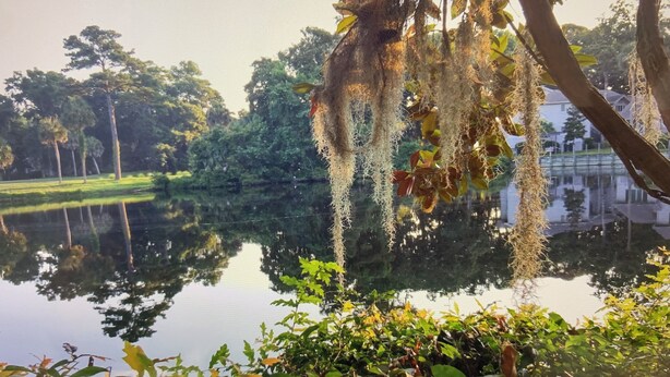 Un lago tranquilo con reflejos de árboles y edificios, rodeado de vegetación exuberante y musgo colgante.