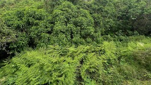 Un paisaje verde exuberante con vegetación densa y una vista distante de edificios.