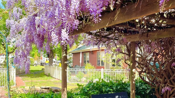 Un jardín con un pérgola cubierta de flores moradas, un sendero de ladrillos y un banco.