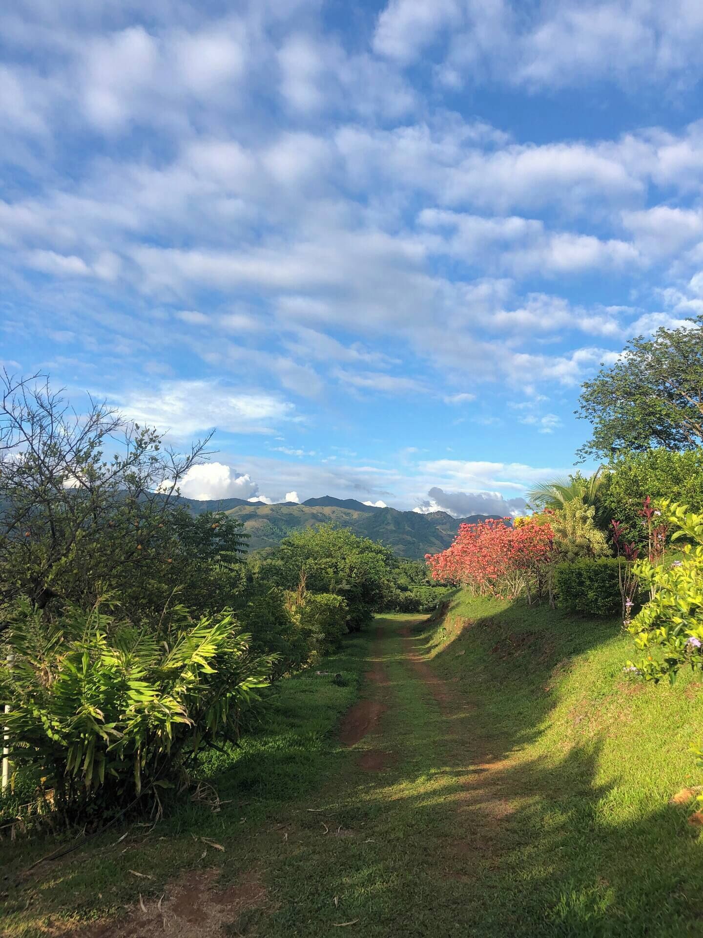 A pathway through a lush landscape with mountains in the distance and a clear sky.