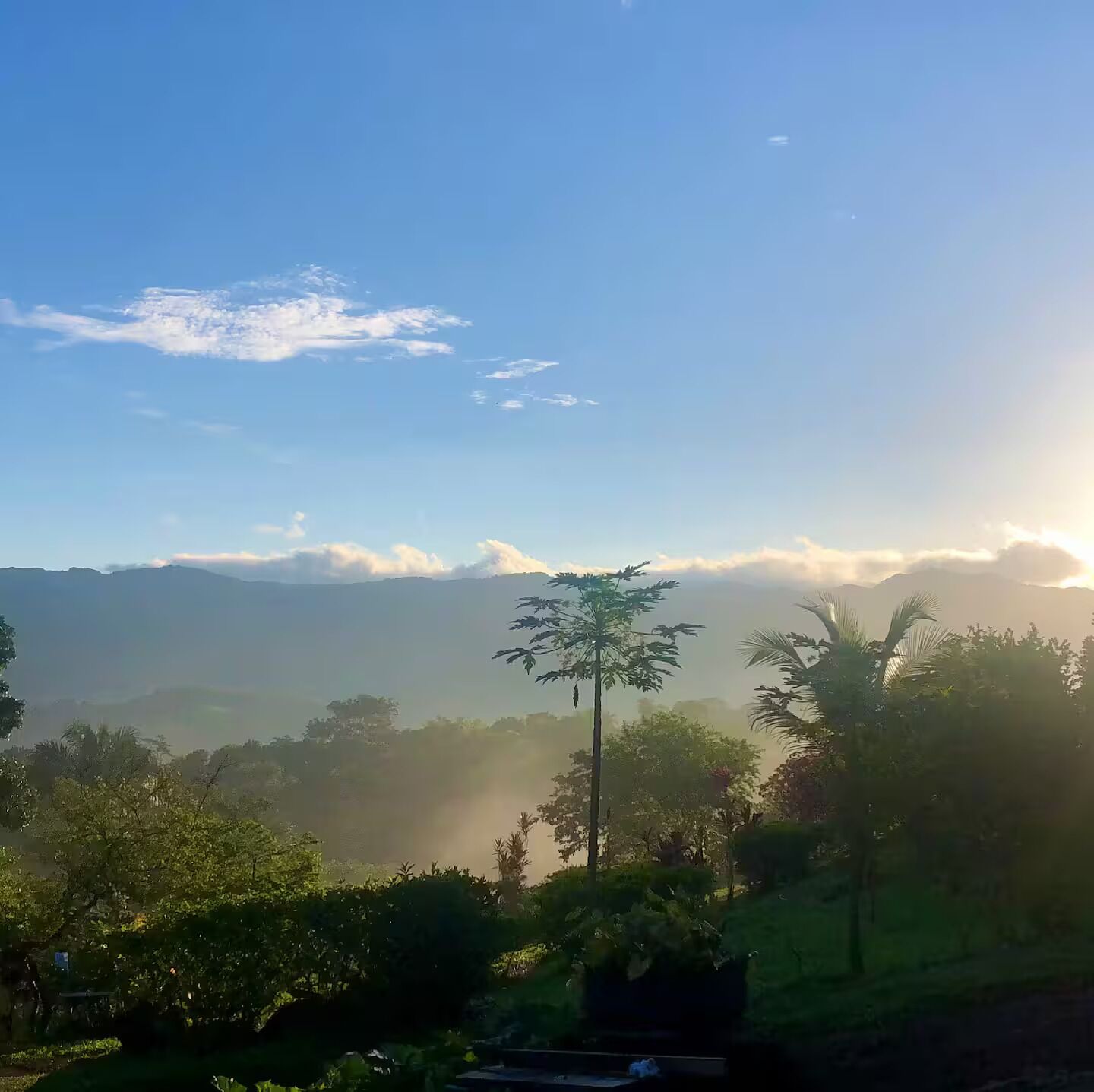 Un paysage caractérisé par un ciel dégagé, un arbre imposant au premier plan et une chaîne de montagnes en arrière-plan.