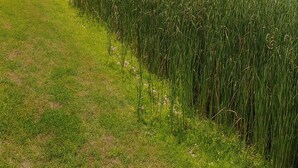 A serene lakeside view with a grassy path and reeds along the water's edge.