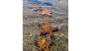 Starfish on a rocky shore.