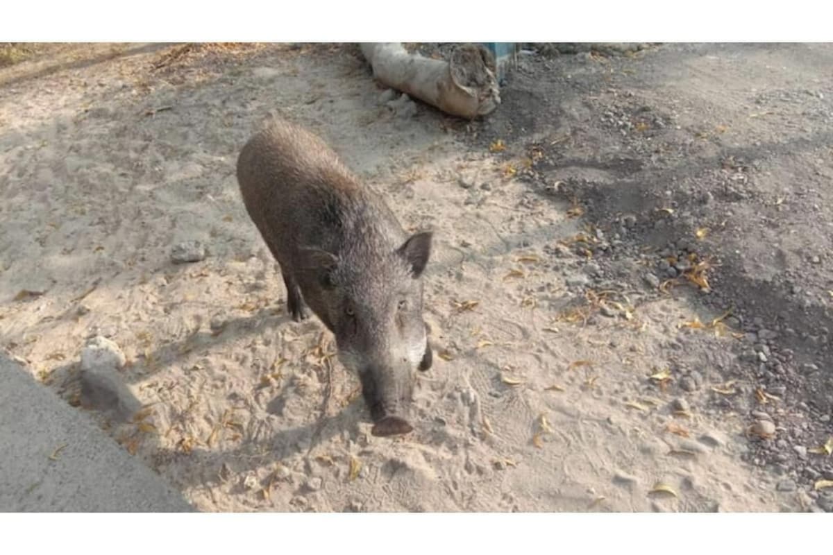 Image de profil de lâhĂŽte