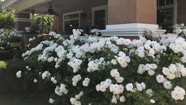 Un edificio con un porche cubierto y un gran arbusto de flores blancas al frente.
