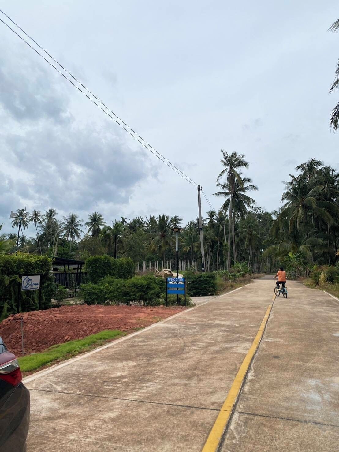 A paved road with a yellow line, surrounded by lush greenery and palm trees.