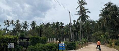 A paved road with a yellow line, surrounded by lush greenery and palm trees.