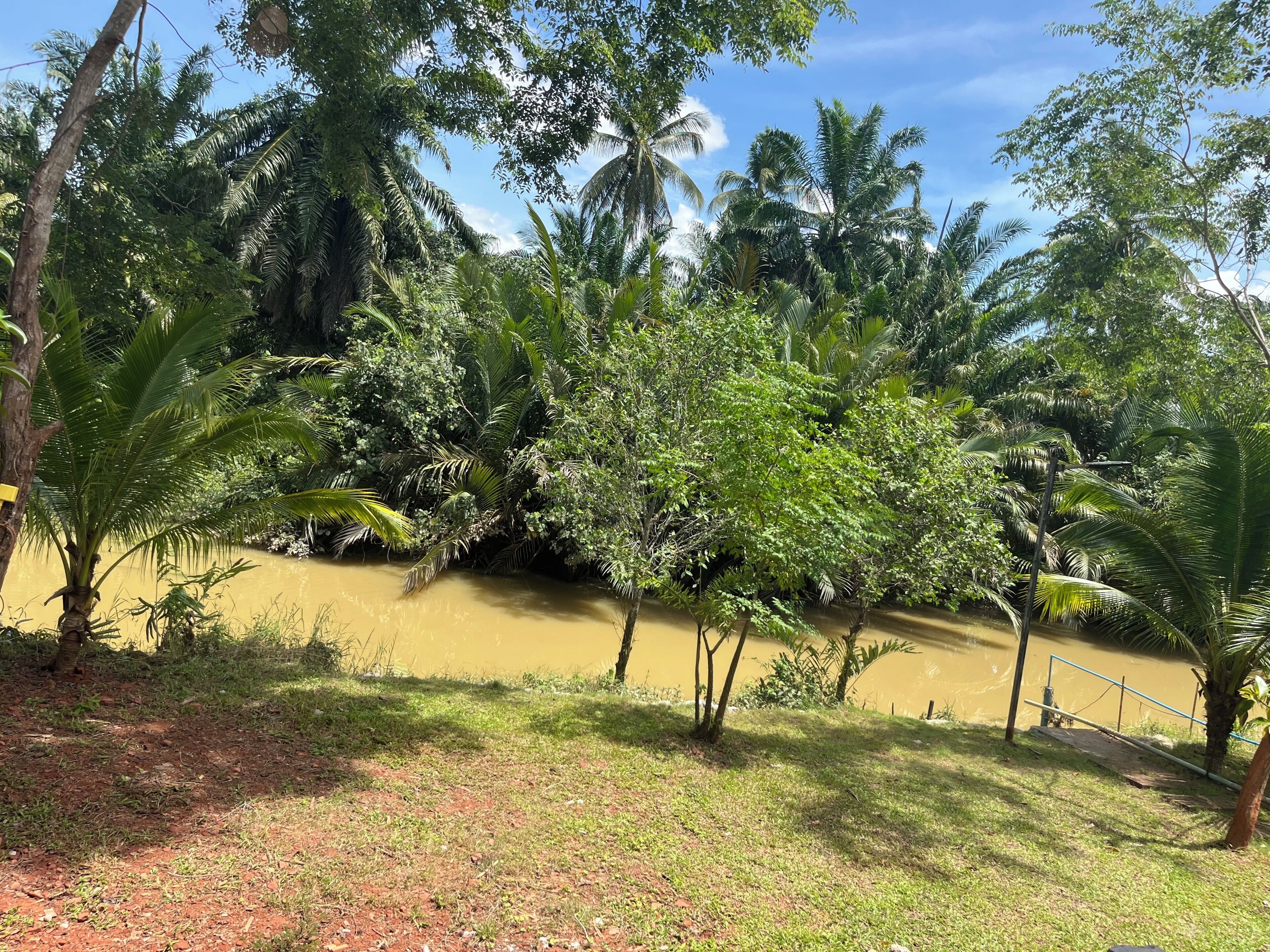 A natural landscape with dense vegetation and a muddy water body.