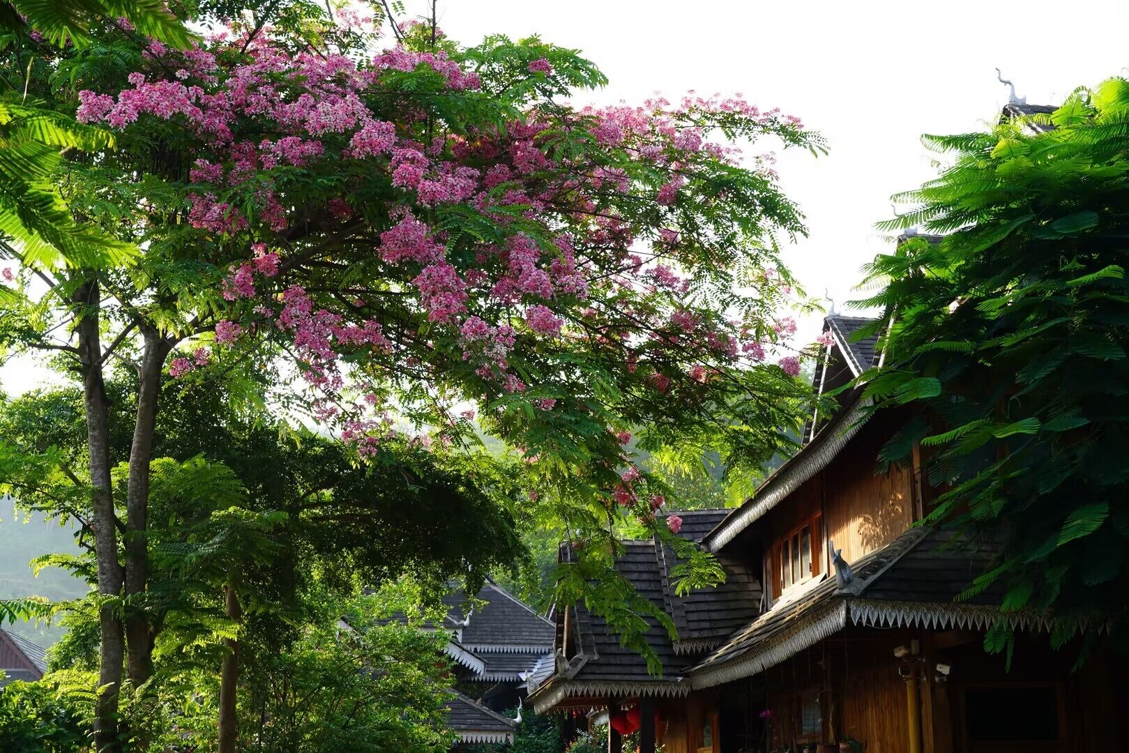 A traditional wooden building with a thatched roof, surrounded by lush greenery and flowering trees.