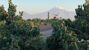 Viñedos con hileras de vides y una montaña al fondo.