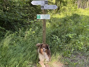 Property grounds - Holiday Apartment '1' with Shared Terrace, Shared Garden and Wi-Fi (Diemelsee)