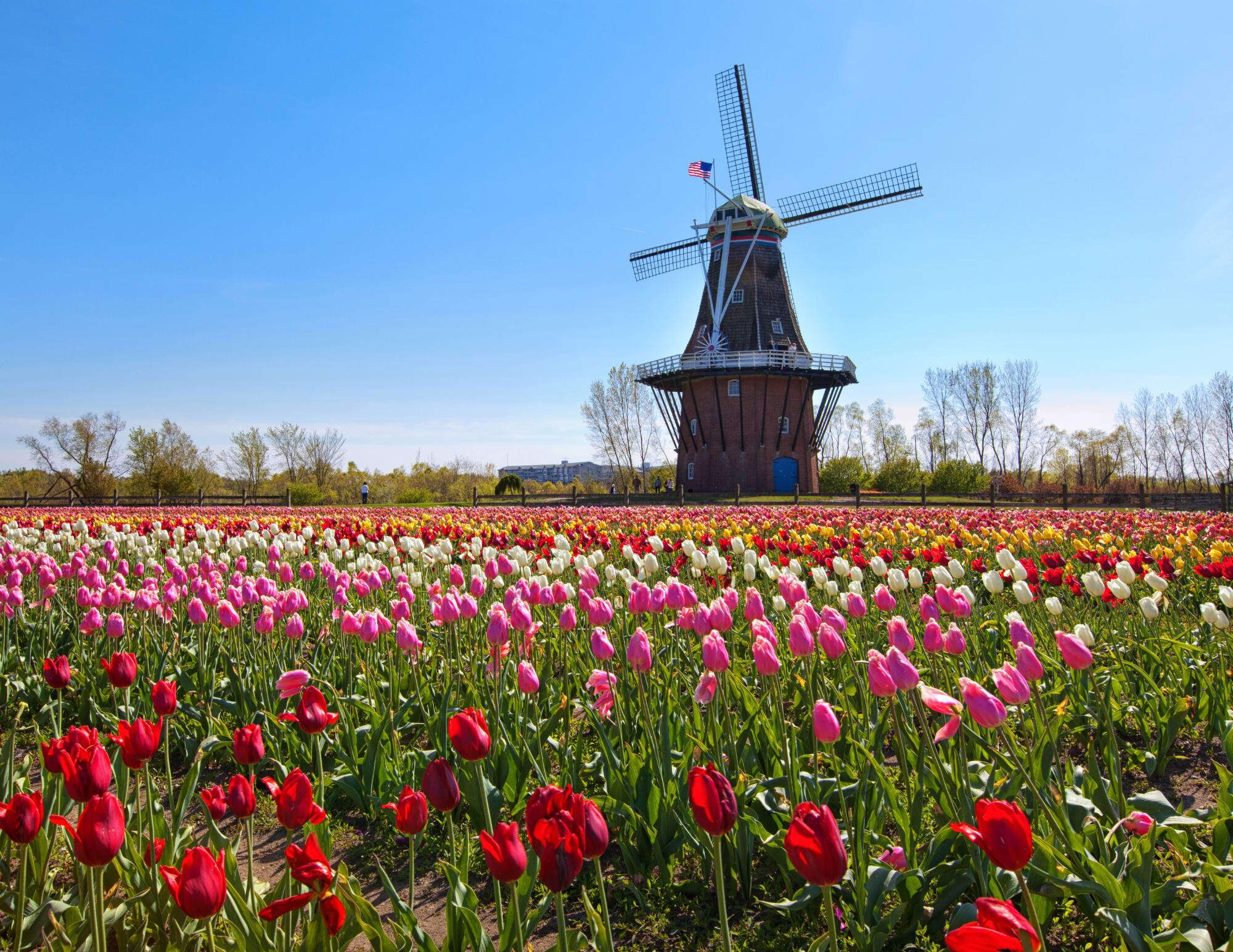 20 miles to Holland for Tulip Time