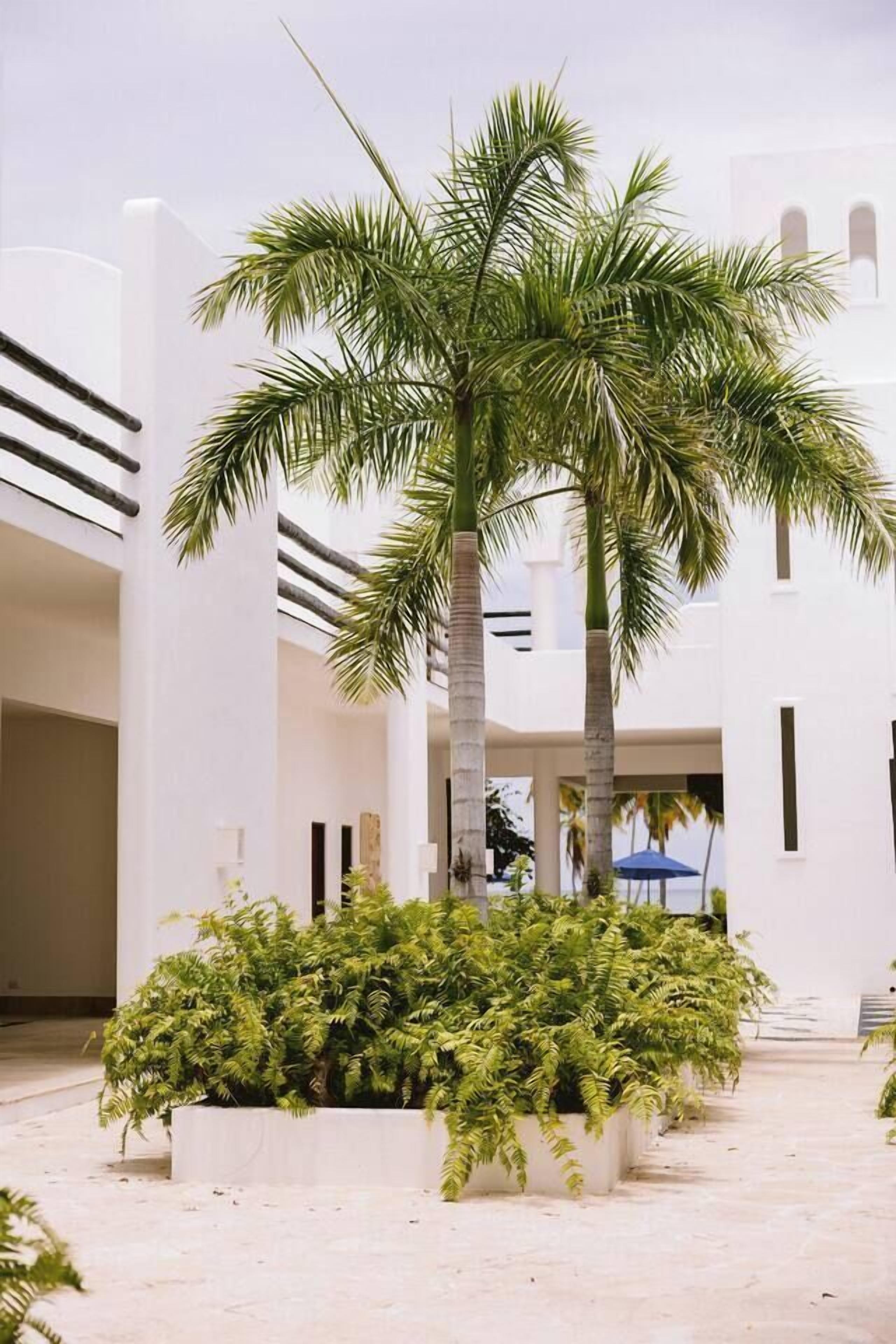 Un bâtiment moderne avec un palmier au centre et une végétation luxuriante tout autour.